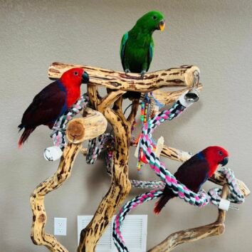 Electus Parrots