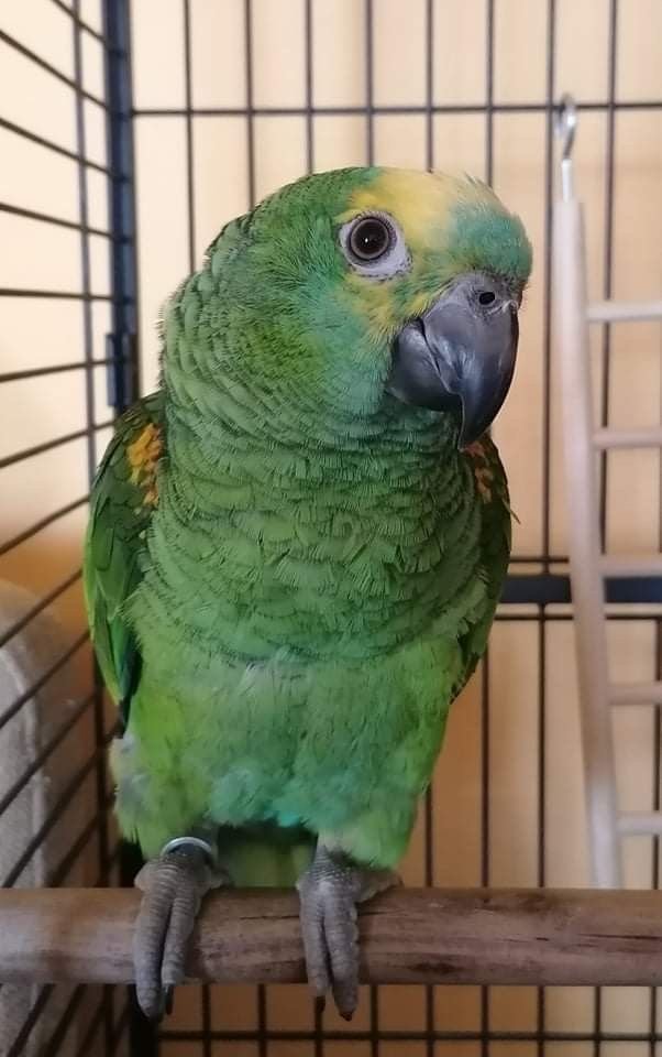 Blue Fronted Amazon Parrot