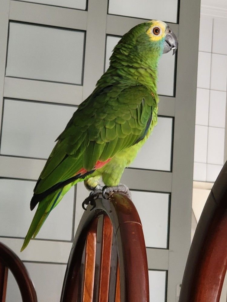 Blue Fronted Amazon Parrot