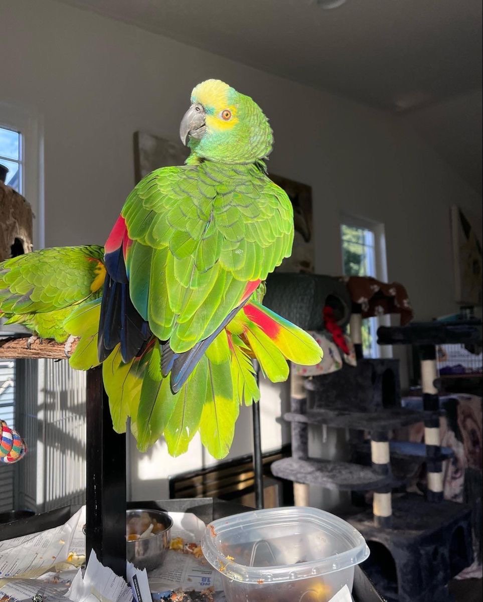 Blue Fronted Amazon Parrot