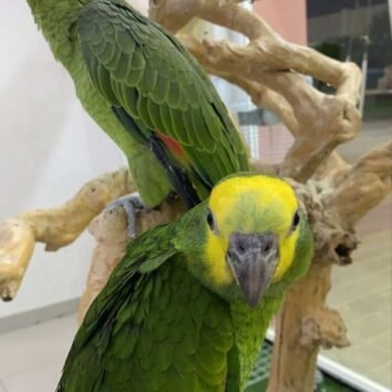 Blue Fronted Amazon Parrot