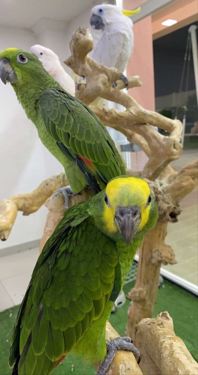 Blue Fronted Amazon Parrot