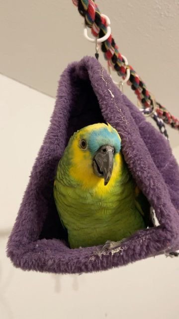 Blue Fronted Amazon Parrot