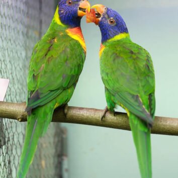 Rainbow lorikeet Parrots