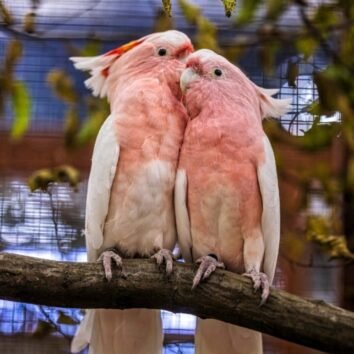 Major Mitchells Cockatoo Parrots