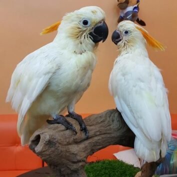 Citron Crested Cockatoo Parrot