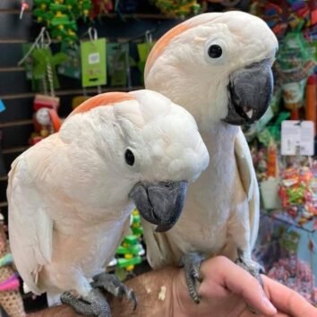 Moluccan Cockatoo parrots