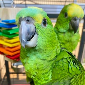 Double Yellow Headed Amazon Parrot