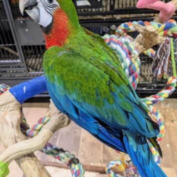 Harlequin Macaw Parrots