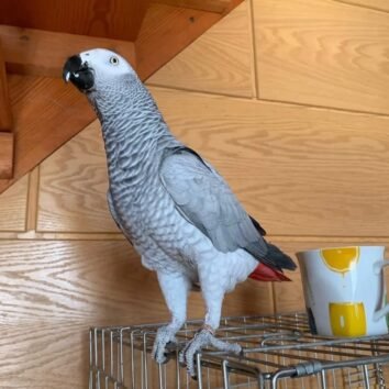 African Grey Parrot For Sale