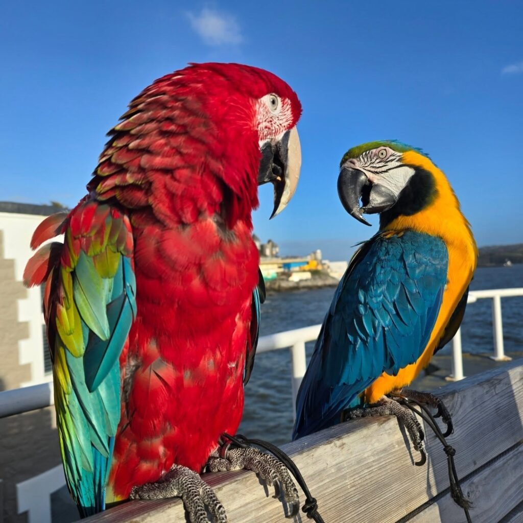 Buy Exotic Parrots